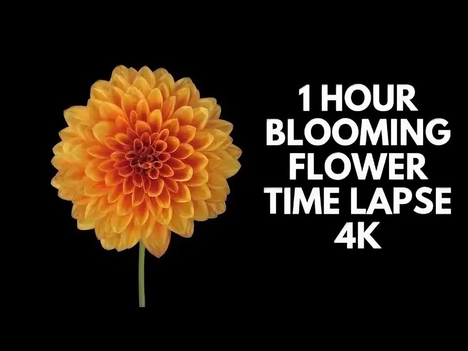 It s flower time. Be a flower опенинг.