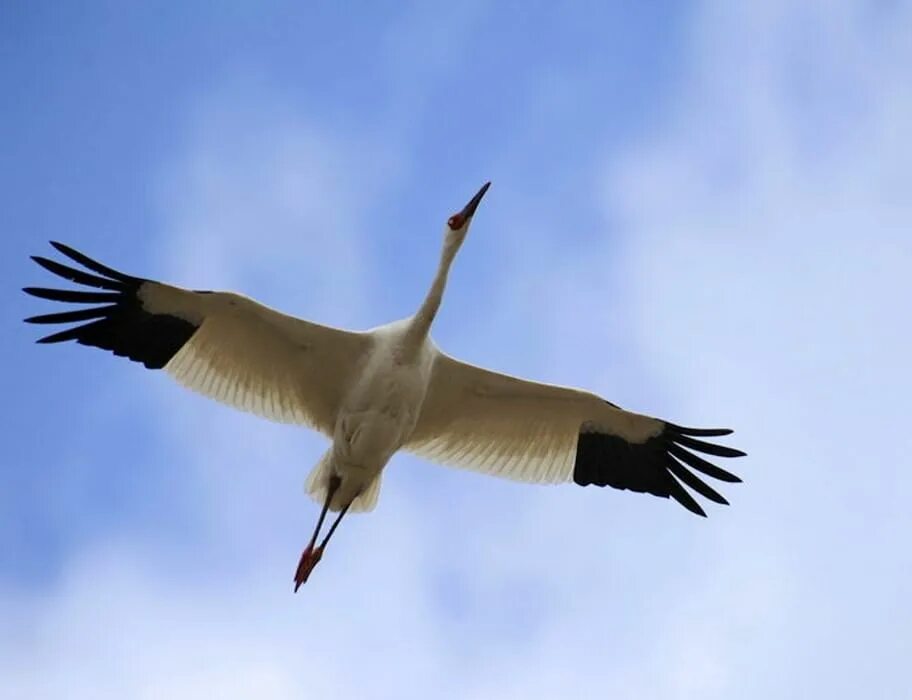 Без слов журавль. Белый журавль стерх. кыталык стерх. стерх -журавль якутии. белый журавль – стерх якутии.