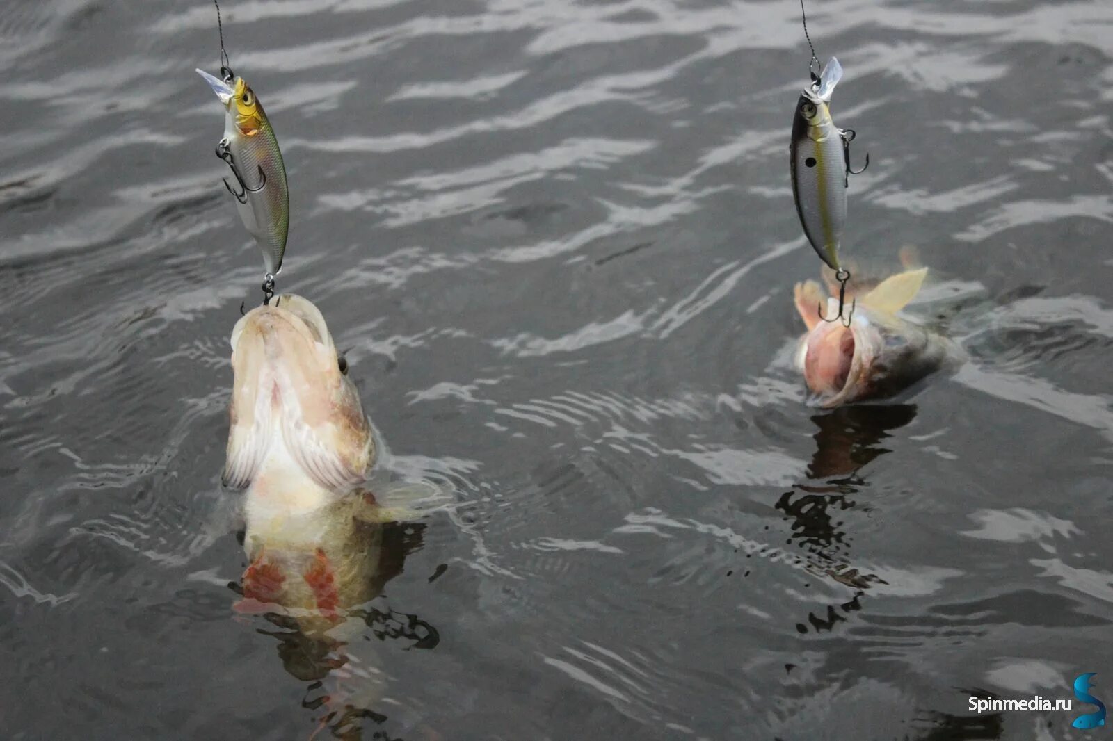 Журавлевка белгородская область сейчас. Рыбалка на осколе. Рыбы реки оскол в белгородской области. Клев старый оскол. Журавлевка белгородская область сейчас.