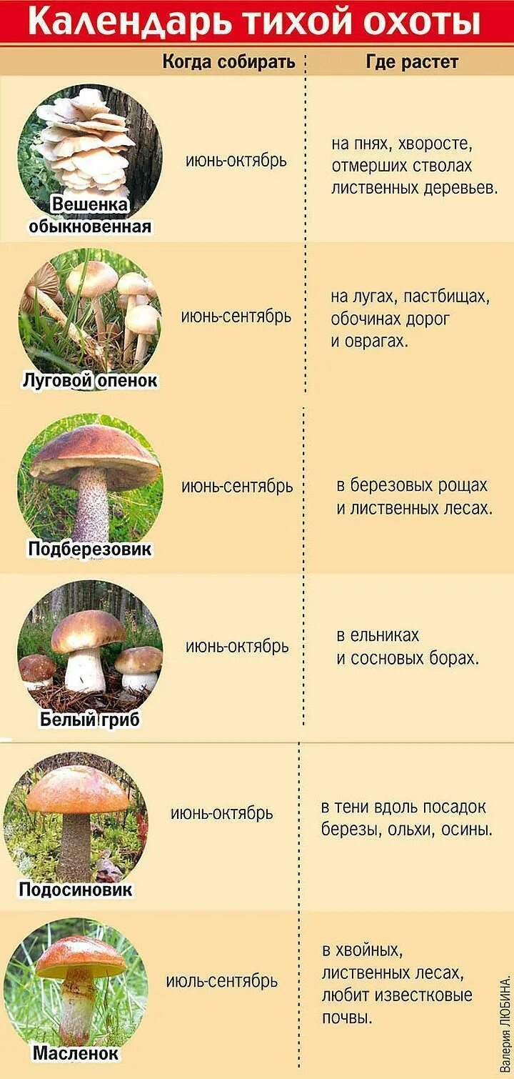 Грибы где растут и когда собирать. Когда собирают грибы. Какие грибы можно собирать. Календарь грибника. Когда какие грибы собирать.