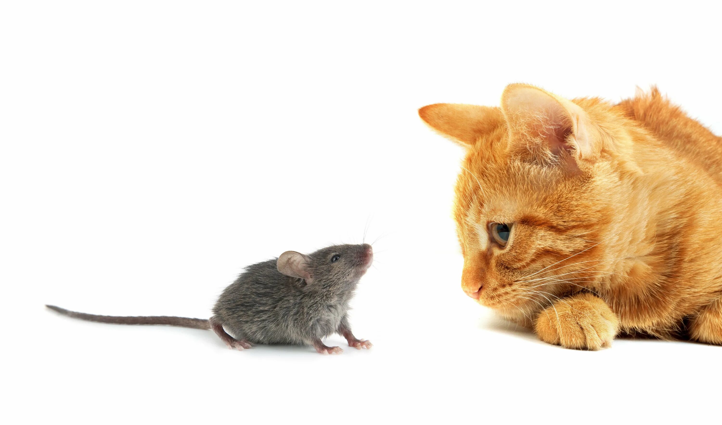 Кот и мышка. Кошки-мышки. Рыжий кот и мышь. Котенок и мышонок. Котенок ловит мышей