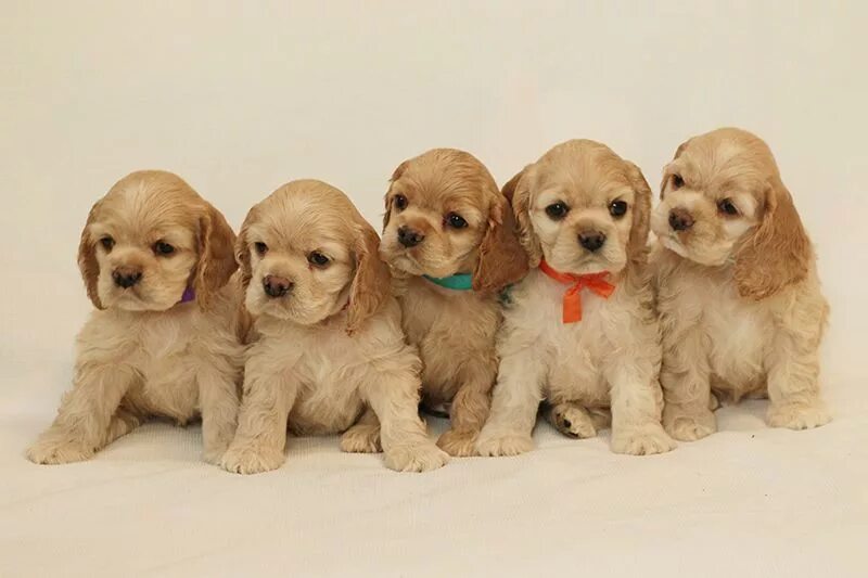 Американский кокель спомиэль. Американский кокер спаниель черный. Щенки американского кокер спаниеля. Щенок американского кокер. Кокель спаниель американский.