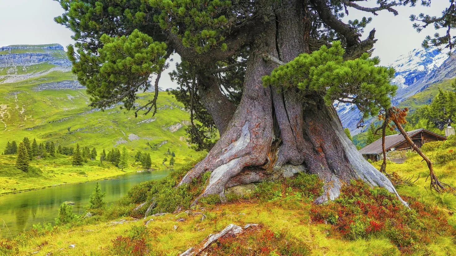Деревья германии. Дерево зеленое. Дерево амарант южной америки. Дерево жизни инсталляция. Клиновидная крона дерева.