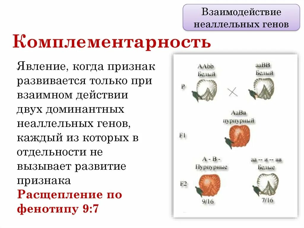 Комплементарное взаимодействие схема расщепления. Комплементарность взаимодействие генов расщепление. Типы взаимодействия неаллельных генов таблица. Формы взаимодействия неаллельных генов. Наследственное взаимодействие