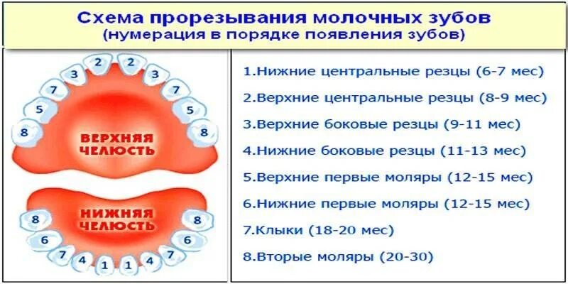 Лезут зубы у ребенка постоянно. Порядок прорезывания зубов. Схема прорезывания зубов у детей. Порядок появления зубов у детей.