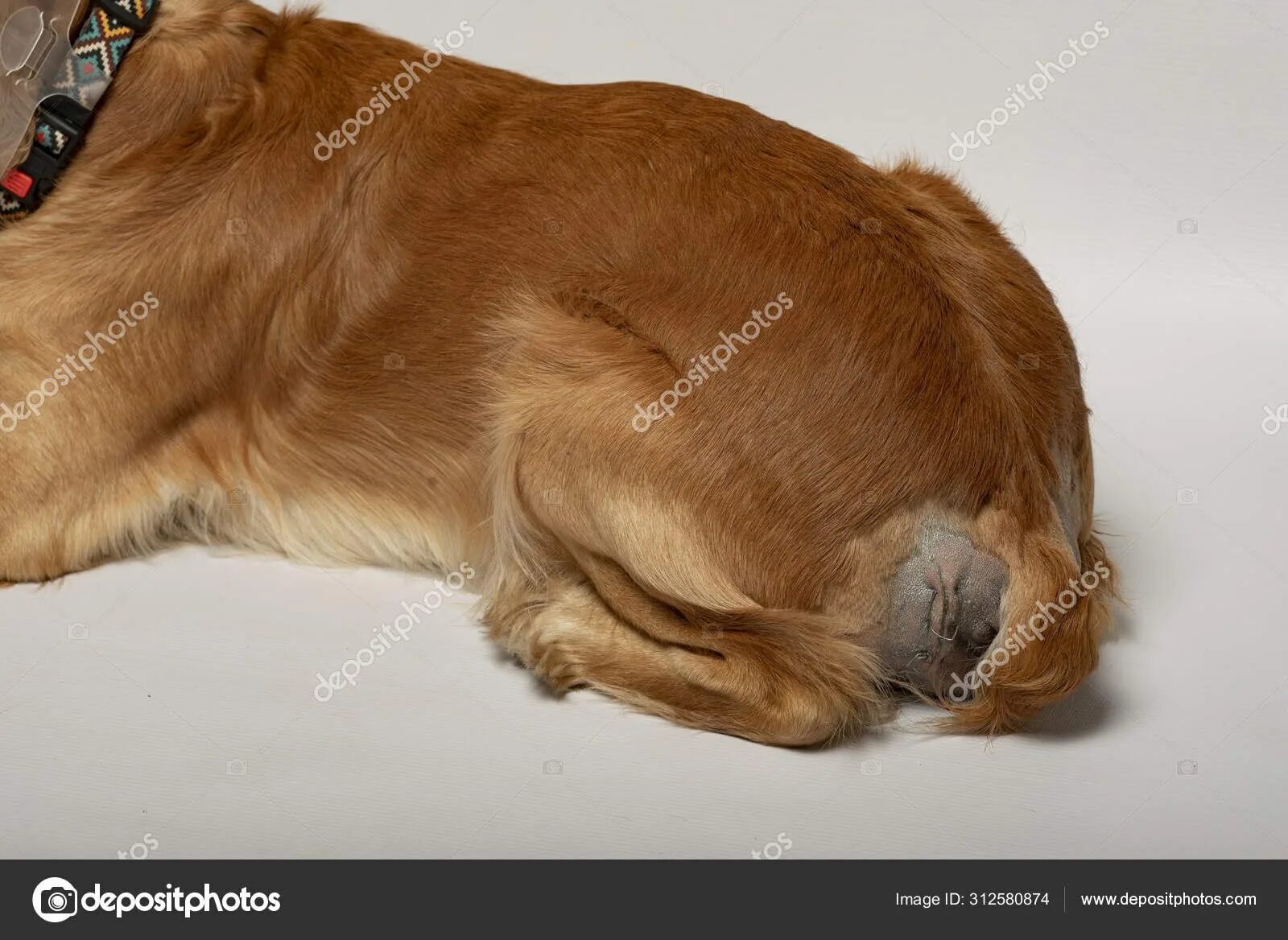 Пупочная грыжа у чихуахуа. Операция собаки по удалению грыжи. Операция собаки по удалению грыжи. Шейная дископатия у собак. Промежностная грыжа у щенка.