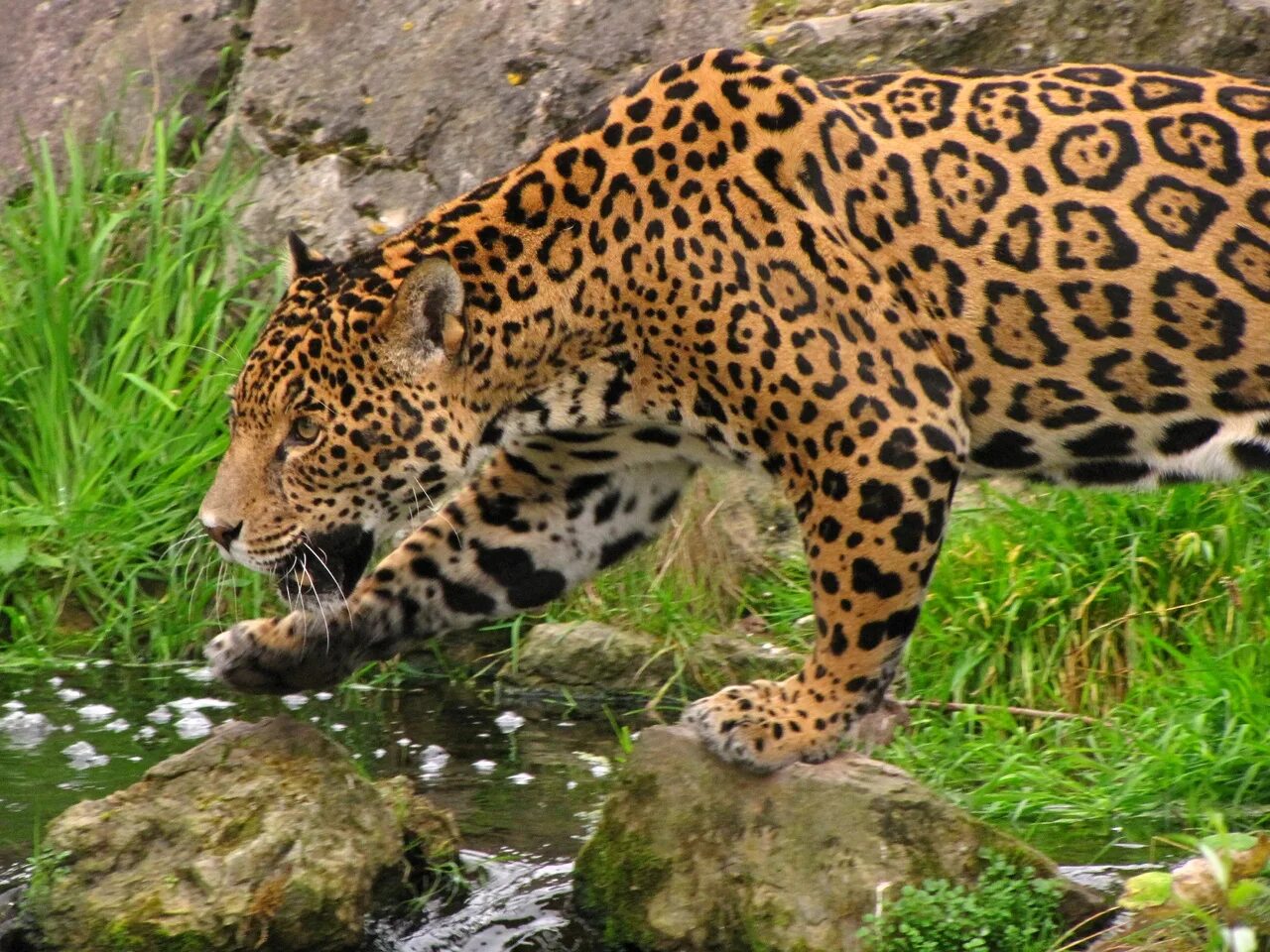 Хищники зоопарка. Ягуар Panthera onca. Ягуар животное. Ягуар Аргентина. Ягуар роев ручей.