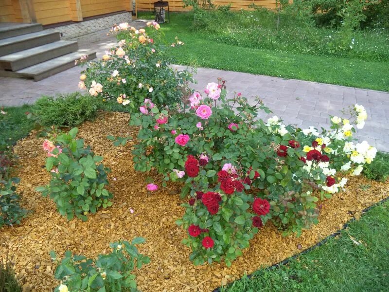 Клумба с цветами. Розы на грядке. Розарий ландшафтный. Розы кустовые ричмонд парк. Клумба с почвопокровными розами.