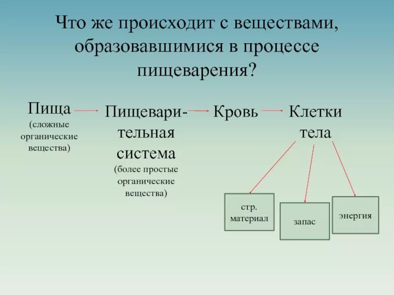 Органические соединения co2. Способы питания животных. Питание животных биология. Тип и способ питания животных. Питание животных 6 класс.