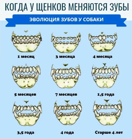 Какие молочные зубы выпадают у собаки. Выпадение молочных зубов у щенков схема. смена зубов у собак схема замены молочных. схема смены молочных зубов у собак. смена зубов у собаки схема.