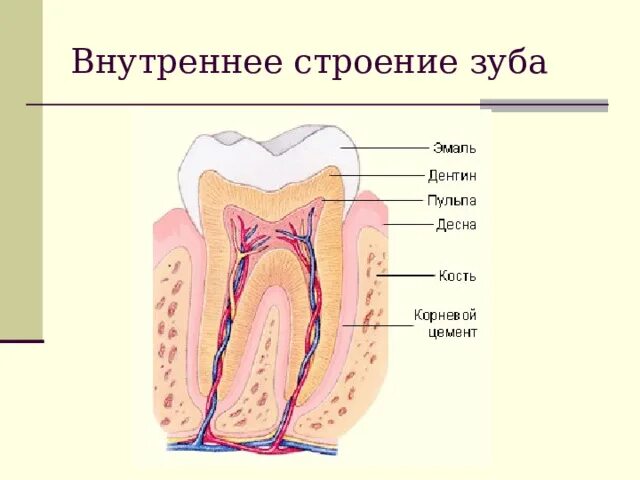 Каково внешнее и внутреннее строение зуба. Каково внешнее и внутреннее строение зуба