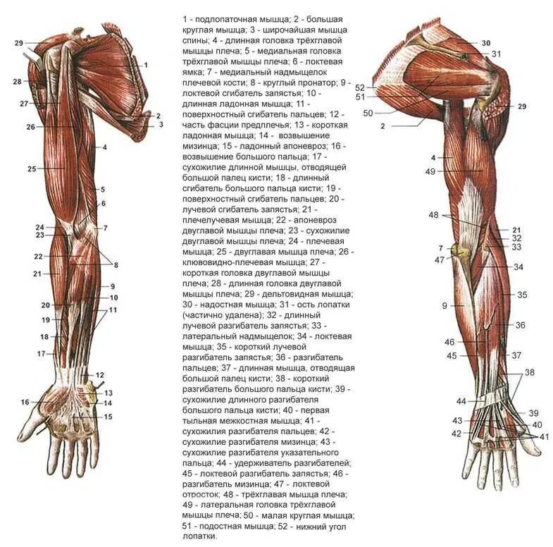 Мышцы верхней конечности анатомия строение. Мышцы свободной верхней конечности анатомия строение. Мышцы верхней конечности вид спереди рисунок. Мышцы верхиних конечностей вид с переди.