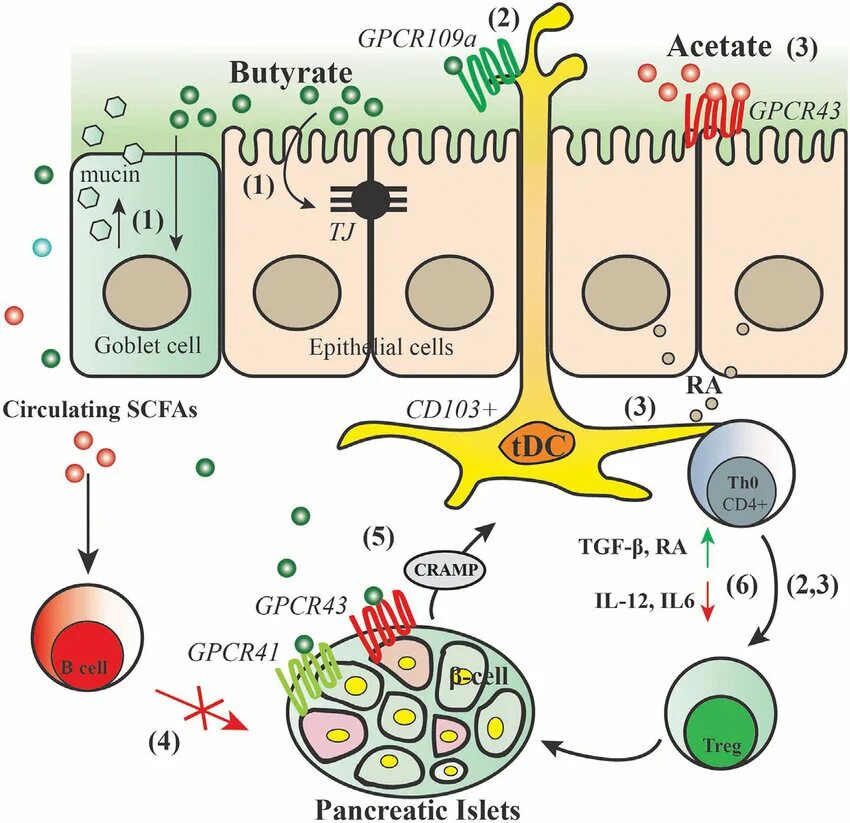 Short chain fatty acids. Короткоцепочечные жирные кислоты в кишечнике. Short chain fatty acids photo. Short chain fatty acids. Short chain fatty acids function antiinphlamation.