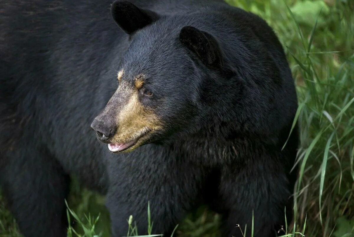Большой черный медведь