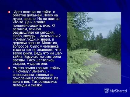 Текст про тайгу