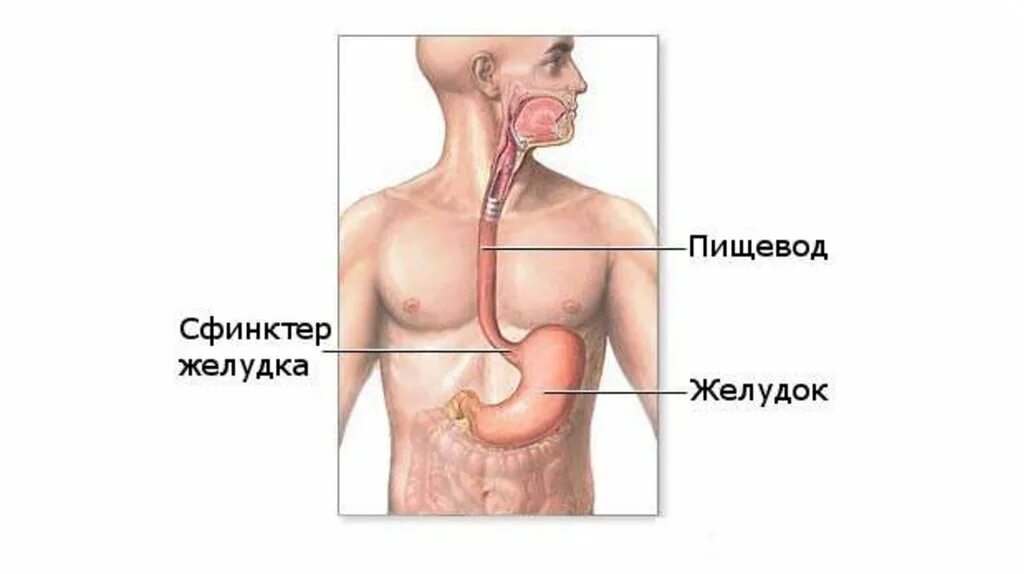 Трахея у человека относительно пищевода располагается