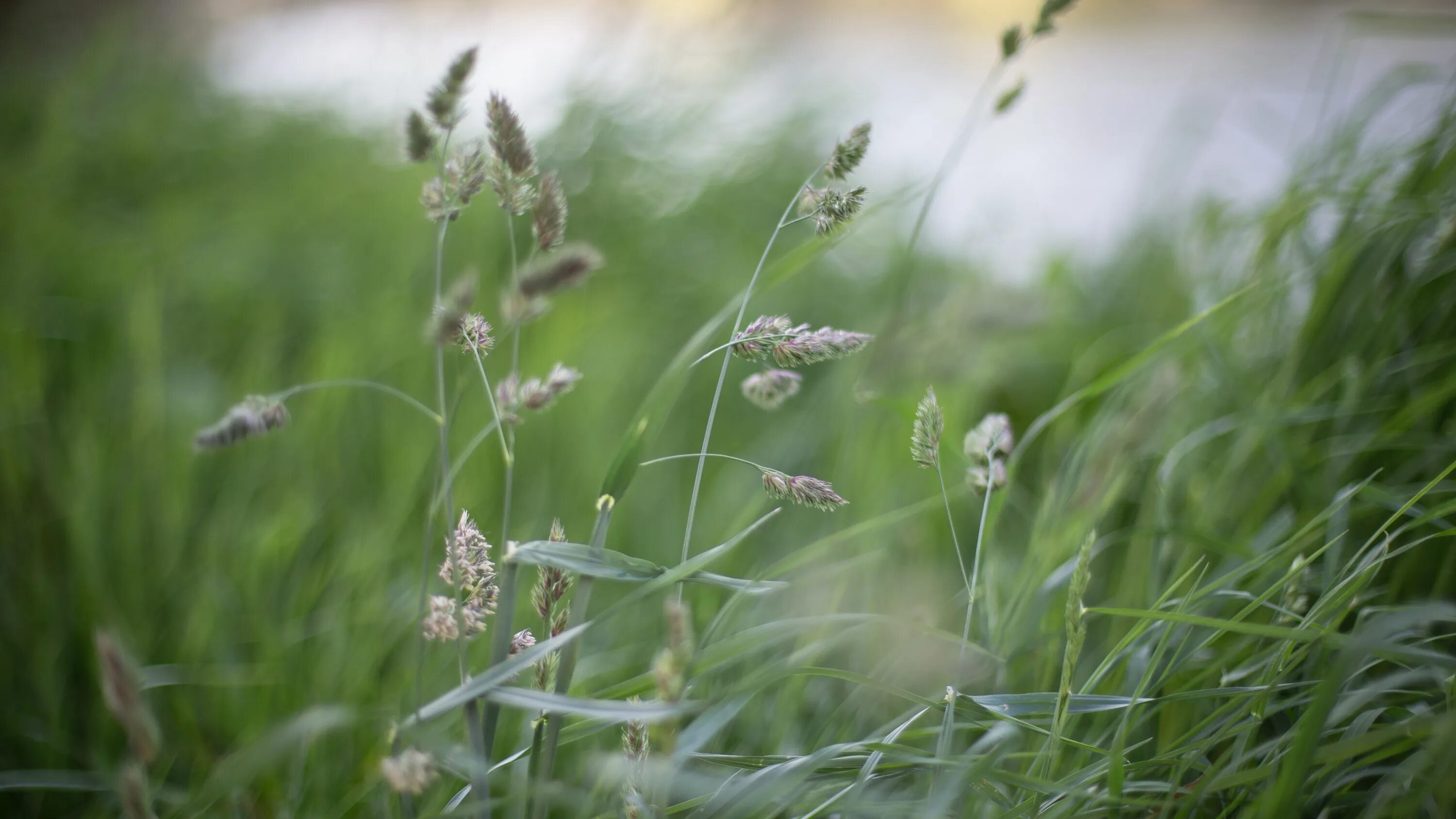 Buffalo grass растение. Полевица. Луговые травы. Высокие луговые травы.