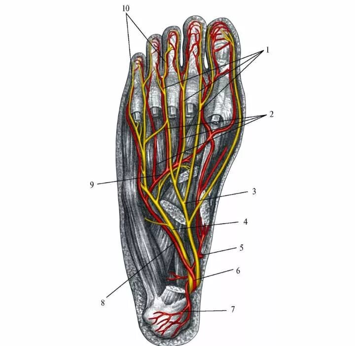 Foot muscle. Иннервация стопы человека анатомия. Стопа анатомия мышцы и нервы. Подошвенные нервы анатомия. Медиальный подошвенный нерв стопы.