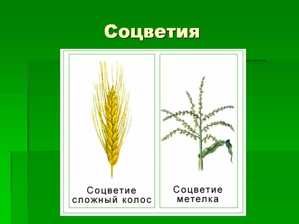 Выделите из соцветия цветок пшеницы