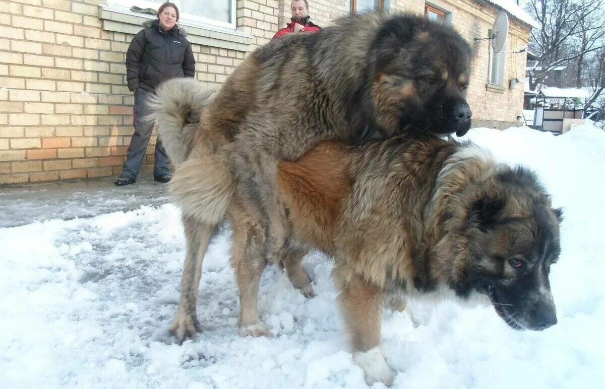 Кавказская овчарка и алабай спаривание. Кавказская овчарка случка. Метис тибетского мастифа. Алабай с мастифом. Первое спаривание