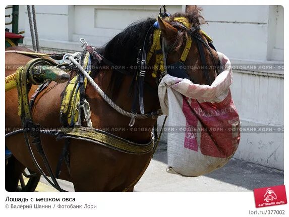 Лошадь с мешком. Лошадь с мешком овса. Торба для лошади. Лошадиная торба для овса. Из лошадиных торб на мостовую значение.