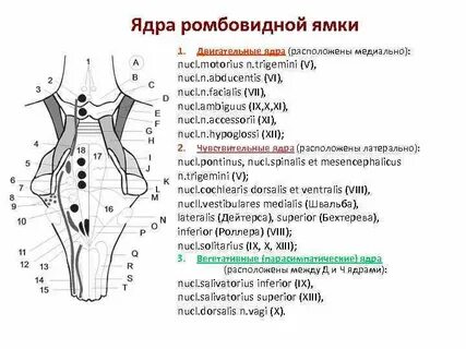 Ядра каких