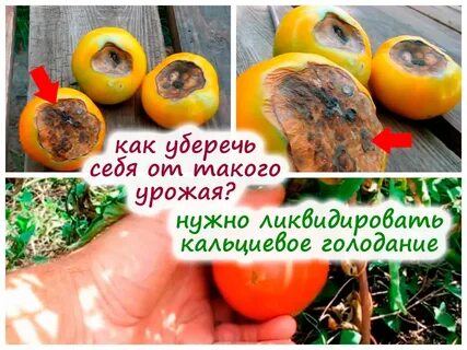 Как лечить вершинную гниль
