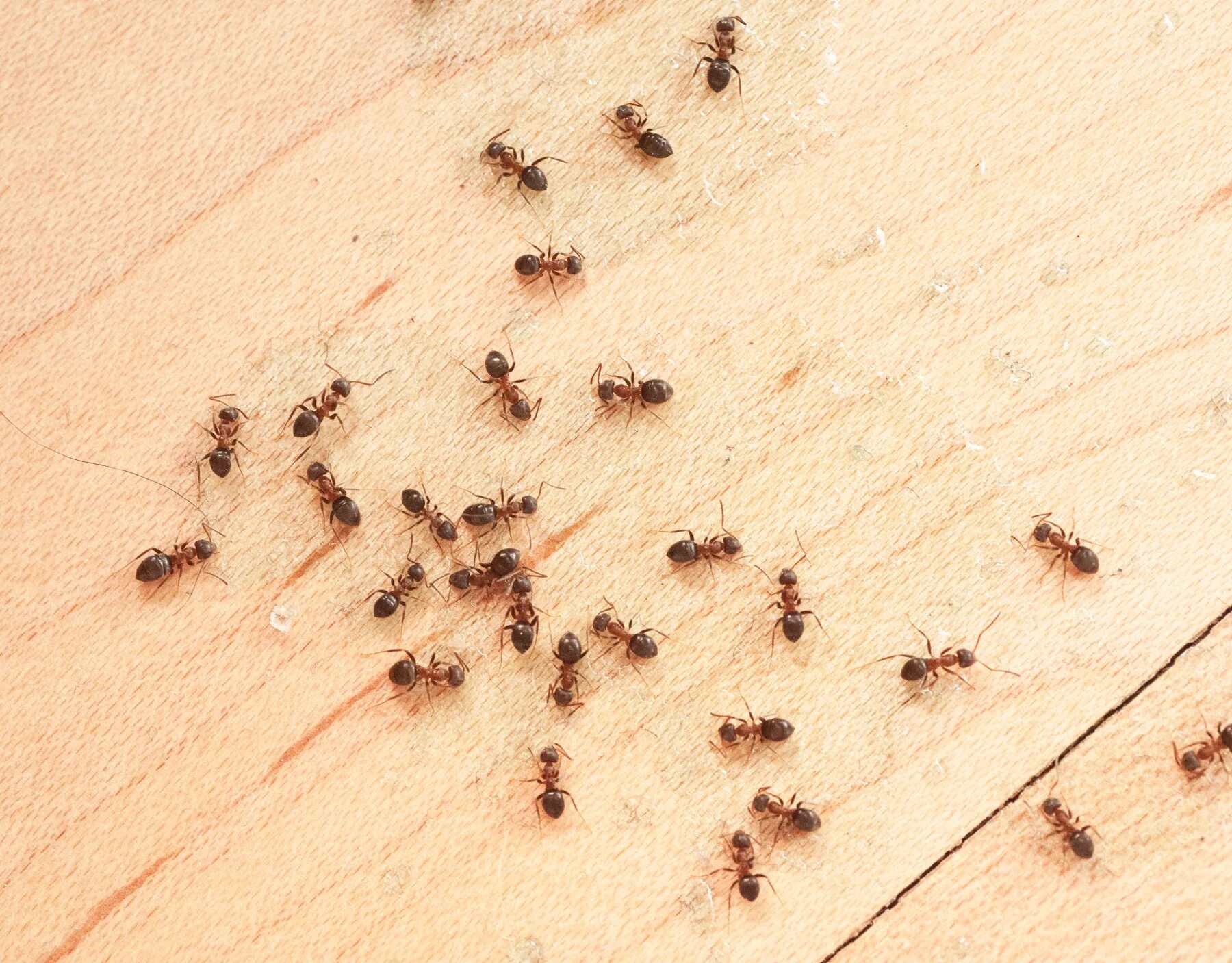 Фараоновы муравьи. Фараоновые муравьи Муравейник. Муравьи домашние мелкие. Маленькие муравьи в квартире.
