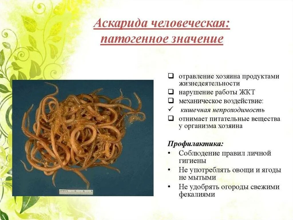 Аскарида является паразитом. Тип круглые черви 7 класс аскарида. меры предупреждения аскаридой человеческой. механизм заражения аскаридозом. биология 7 класс черви аскариды.