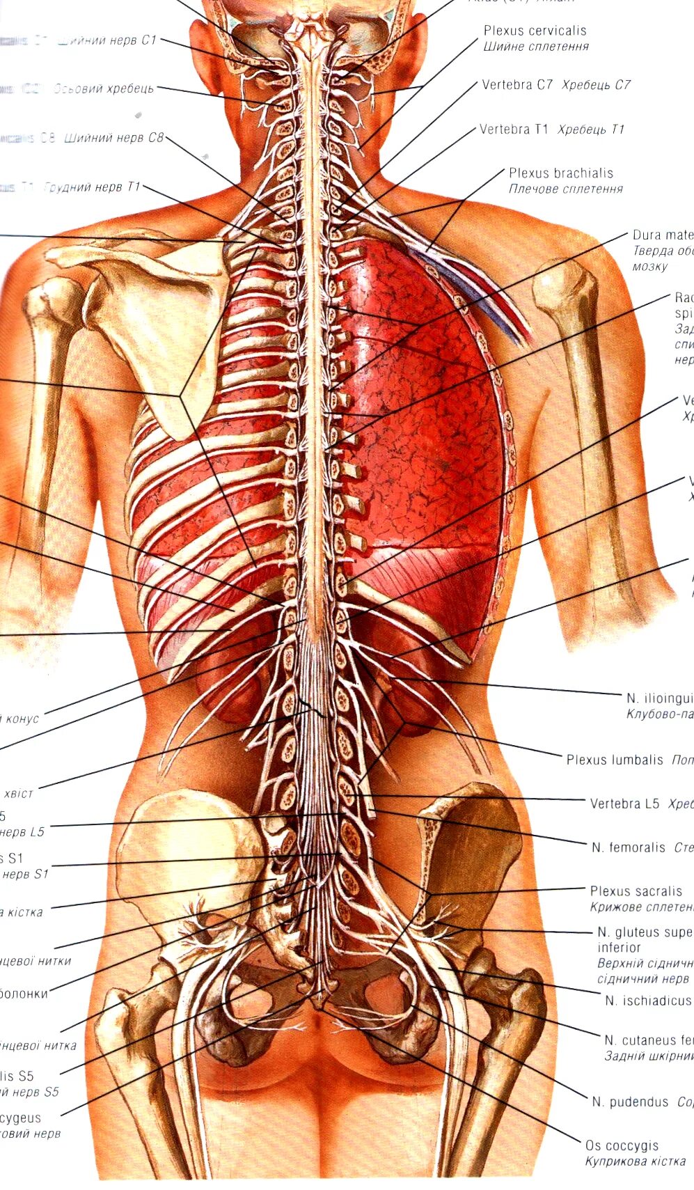 Нервы спины анатомия. Нервные окончания спины человека анатомия.