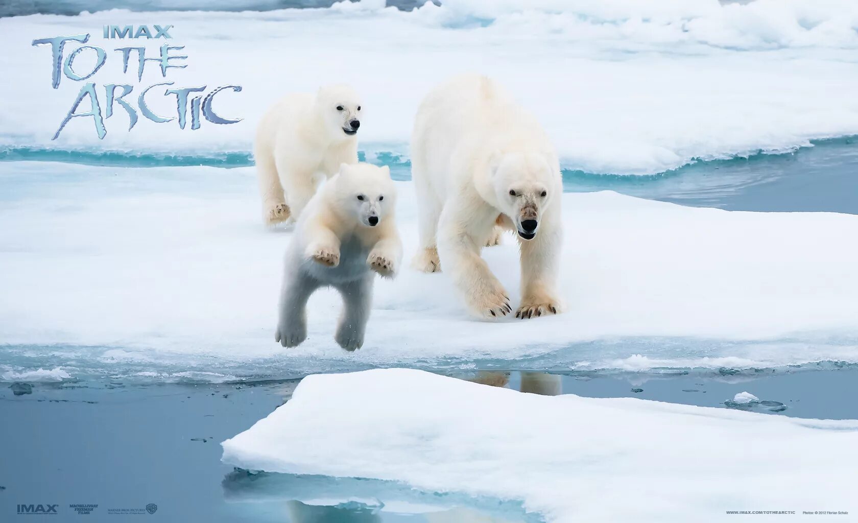 Арктика. Белый медведь на льду. Белые медведи в Антарктиде. Белый медведь бег