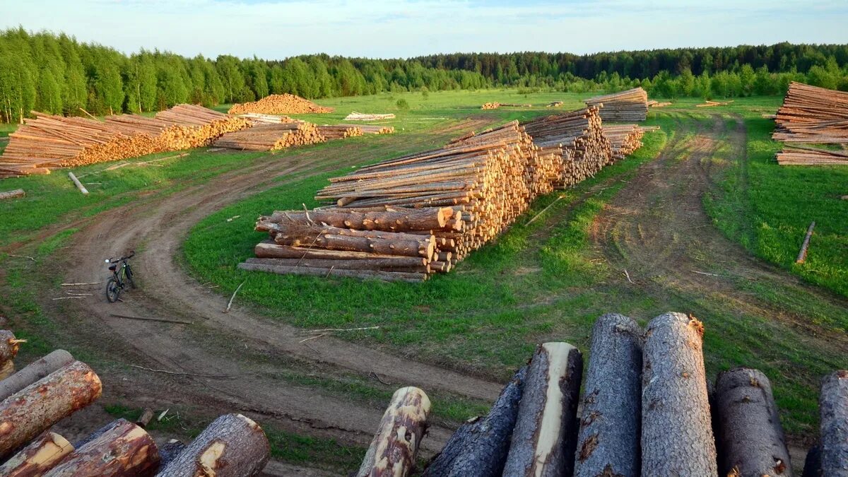 Оборот лесных участков. Оборот лесных участков. Заготовка древесины. Лесоводство в норвегии. Лесной комплекс тверская область.