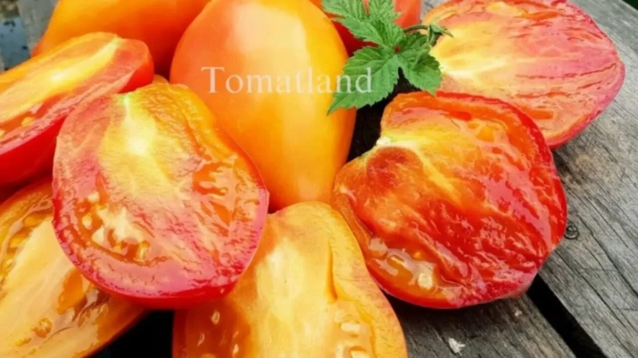 Томат похвала. Томат похвала