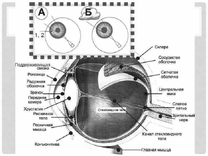 Строение глаза. Строение глаза склера. Склера роговица слепое пятно. Строение глазного яблока слепое пятно. Склера сетчатка слепое