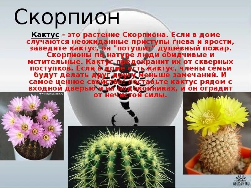 Цветок скорпиона по гороскопу
