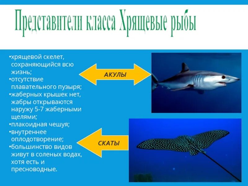 Таблица рыбы 8 класс биология. Хрящевые рыбы представители. Класс хрящевые рыбы. Класс рыбы представители. Хрящевые рыбы представители скелета.