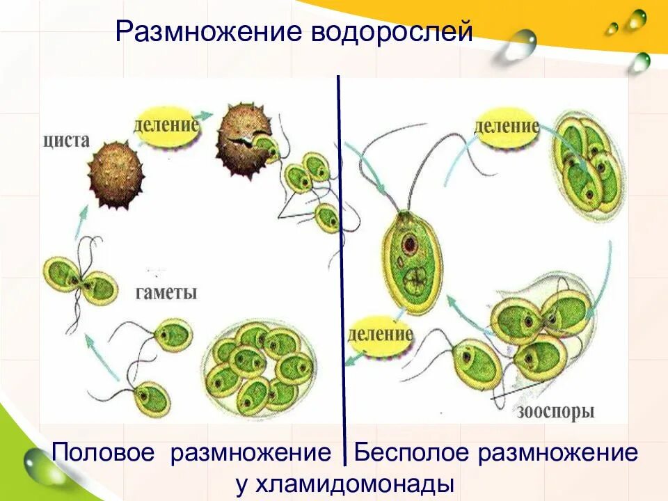 Многоклеточное образование из которого развивается семя