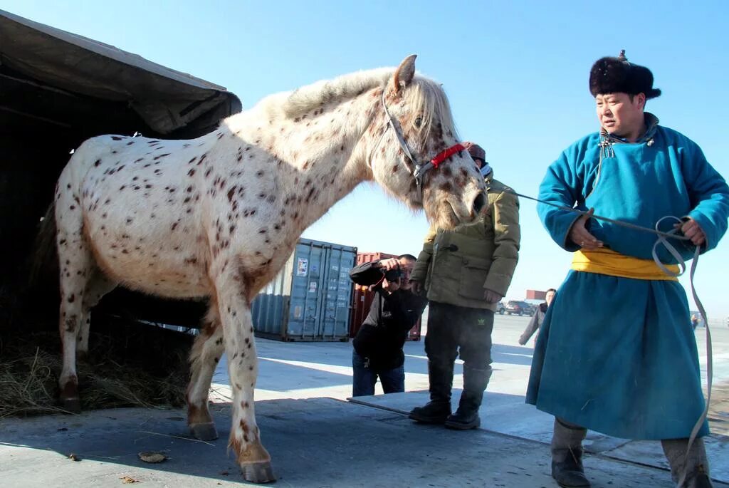 Китайские лошадки