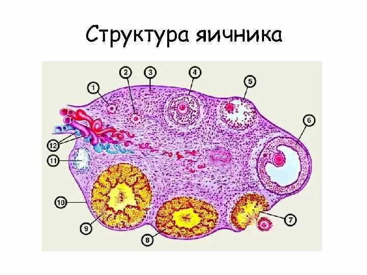 Взаимосвязь яичника. Внутреннее строение яичника анатомия. Яичник анатомия строение в разрезе. Яичник анатомия строение внешнее. Внутреннее строение яичника схема.