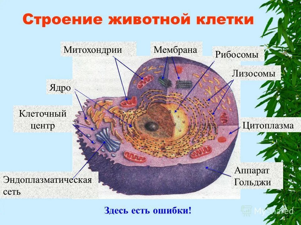 Эволюция пищеварительной системы млекопитающих. Опорно двигательная система млекопитающих 7 класс. Скелет верблюда строение. Внешнее строение животных. Отделы скелета собаки.