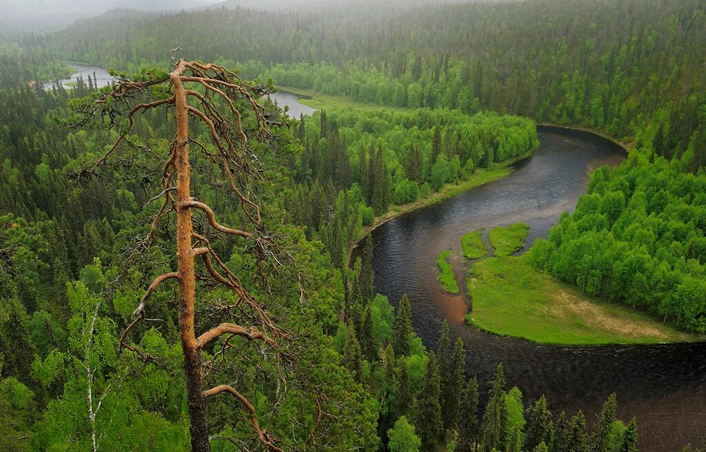 Таежные ельники. Тайга лес новосибирск. Северный таежный пояс сибирской тайги. Таежный лес в коми республике. Сибирская тайга восточная сибирь.