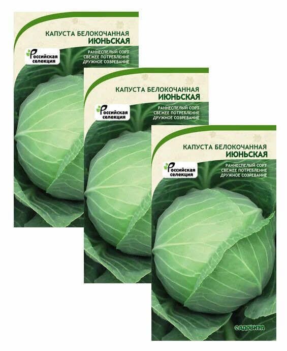 капуста белокочанная, раннеспелая июньская. капуста белокочанная ранняя июньская. капуста белокочанная июньская. капуста казачок f1 - ранняя белокочанная. капуста белокочанная июньская.