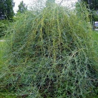 Ива осыпала елочку тонкими золотыми