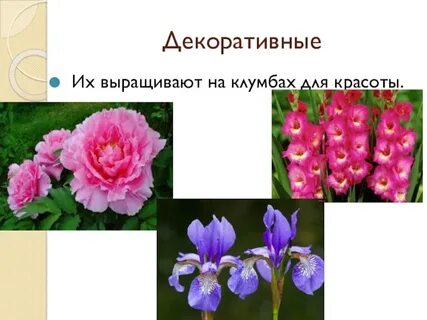 Презентация декоративные растения