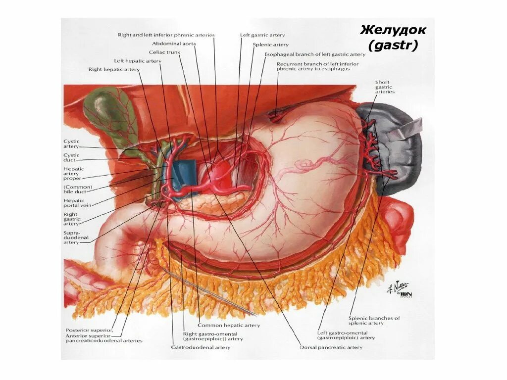 Кровоснабжение органов верхнего этажа брюшной полости. Верхний этаж брюшной полости топографическая анатомия. Желудок анатомия Неттер. Селезеночная артерия анатомия. Артерии органов брюшной полости