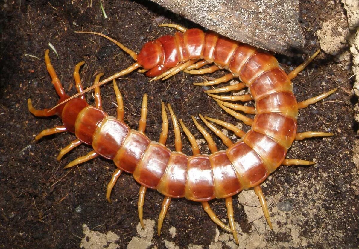 Сороконожка сколопендра. Китайская рыжая сколопендра. Многоножка Millipede красная. Сколопендра Крымская сороконожка.