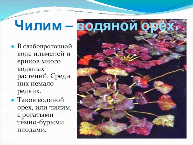 Водяной орех красная книга описание. Водяной орех чилим рогульник. Остролист водное растение. Чилим сленг. Чилим сленг.