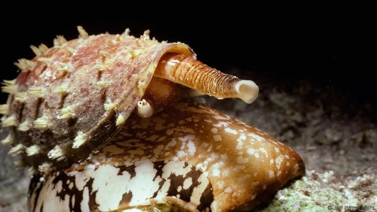 Конус географус улитка. Хищные брюхоногие моллюски. Брюхоногий моллюск конус. Ядовитые брюхоногие моллюски.