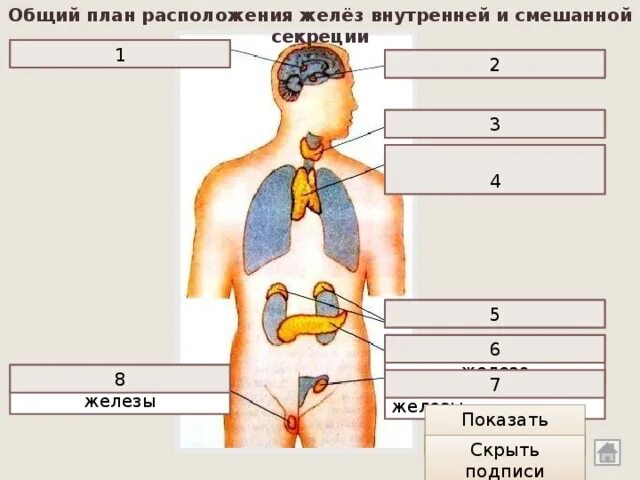 Для внутренних желез характерно. Расположение желез внутренней секреции. расположение желез смешанной секреции. расположение желёз внутренней и смешанной секреции. железы внутренней секреции без подписей.
