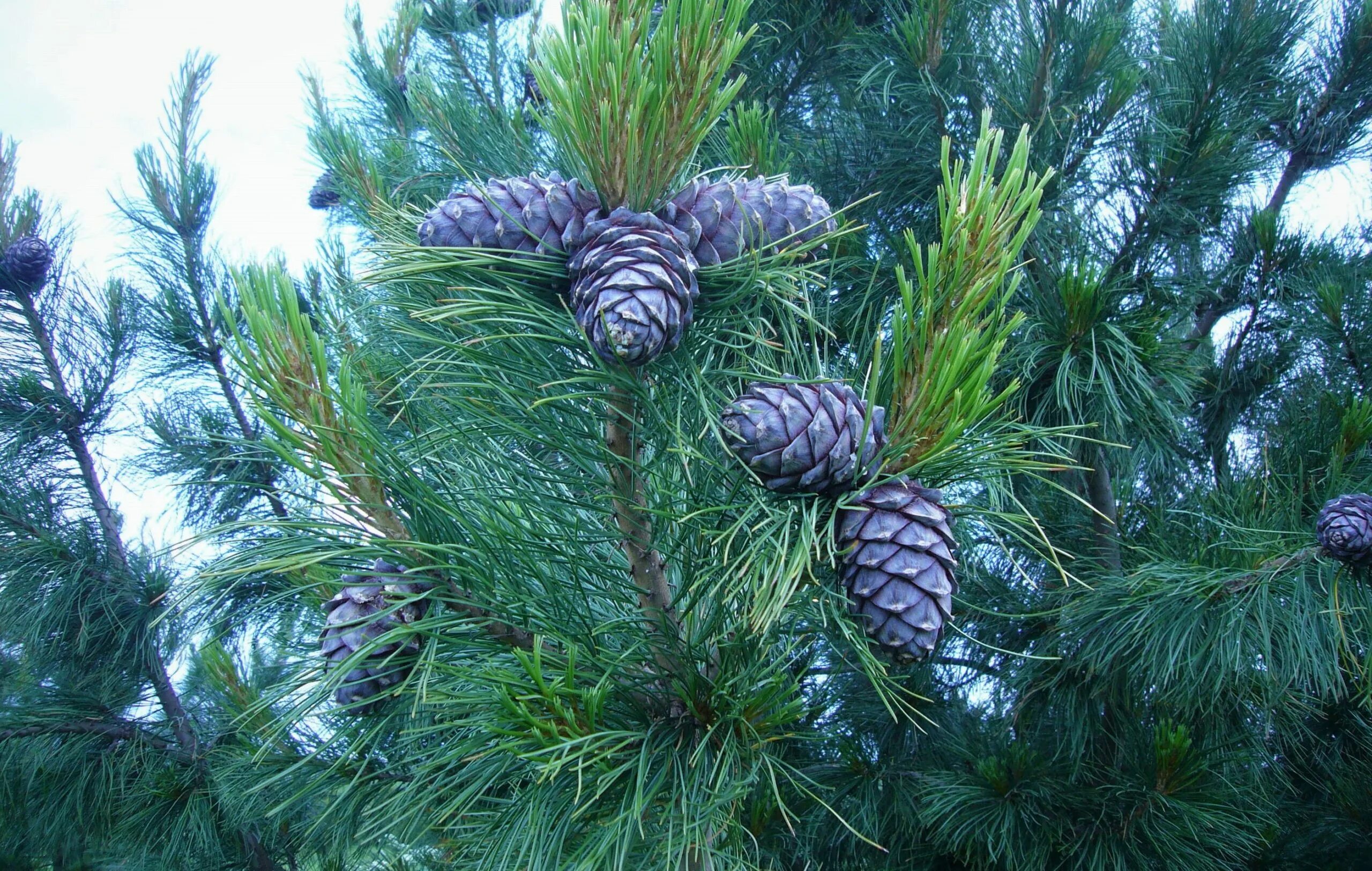 Хвойные купить в москве. Кедр Сибирский Pinus sibirica. Сосна́ Сиби́рская Кедро́вая (Pínus sibírica). Сосна Кедровая Pinus sibirica. Сосна Кедровая Сибирская/Pinus sibirica.